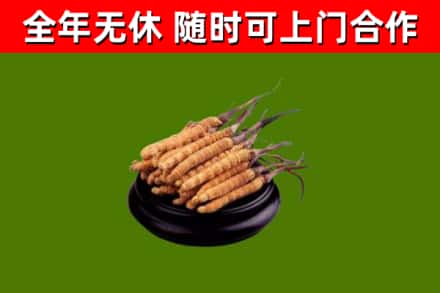 北京回收散虫草